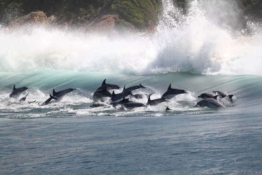 Plettenberg Bay: Dolphin and Marine Boat Tour - Who should book this boat trip