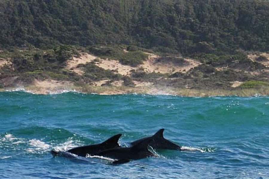 Plettenberg Bay: Dolphin and Marine Boat Tour - Practical tips for a smoother ride