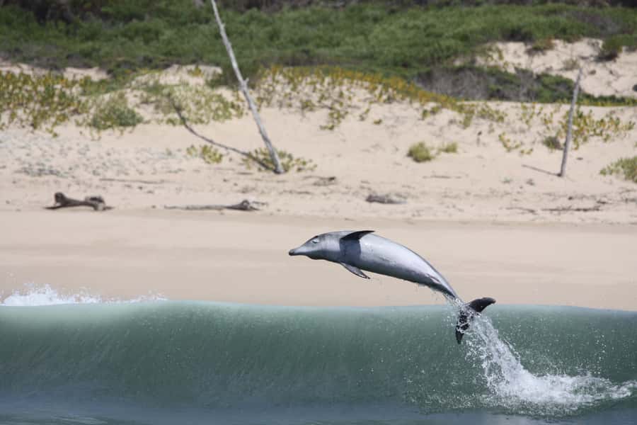 Plettenberg Bay: Dolphin and Marine Boat Tour - Should you book the Plettenberg Bay marine tour?