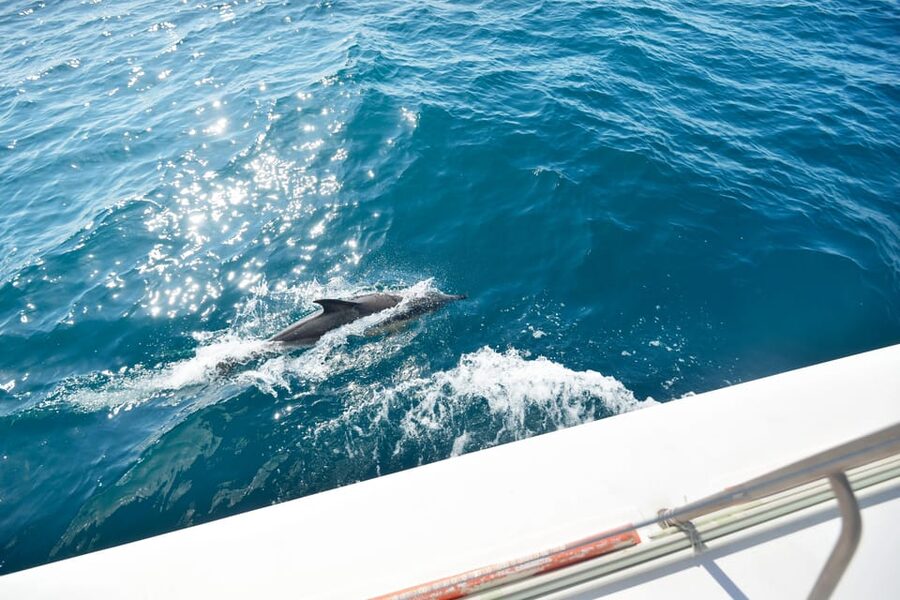 Pollença: Dolphin Watching Boat Excursion - Breakfast with the bay behind you