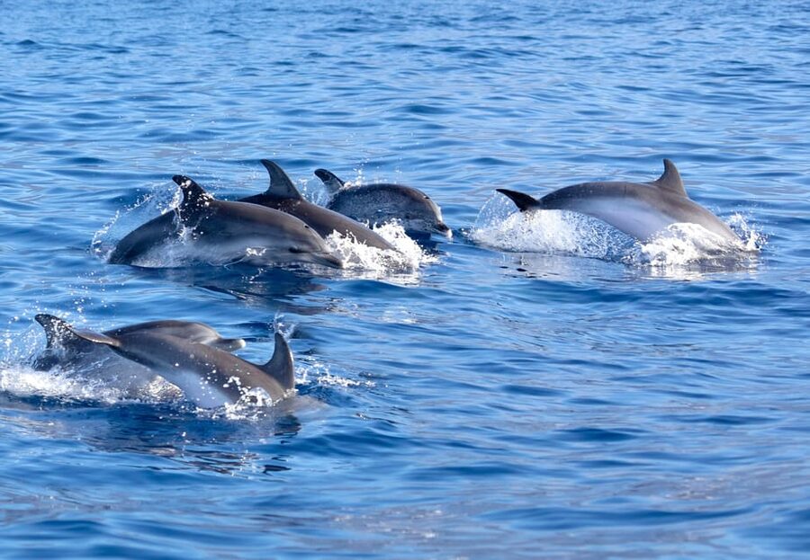 Pollença: Dolphin Watching Boat Excursion - Searching for dolphins in open water