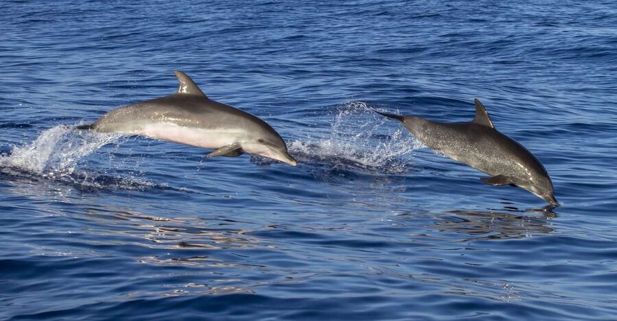 Poreč: Dolphin Spotting Cruise with Included Drinks - Key points at a glance