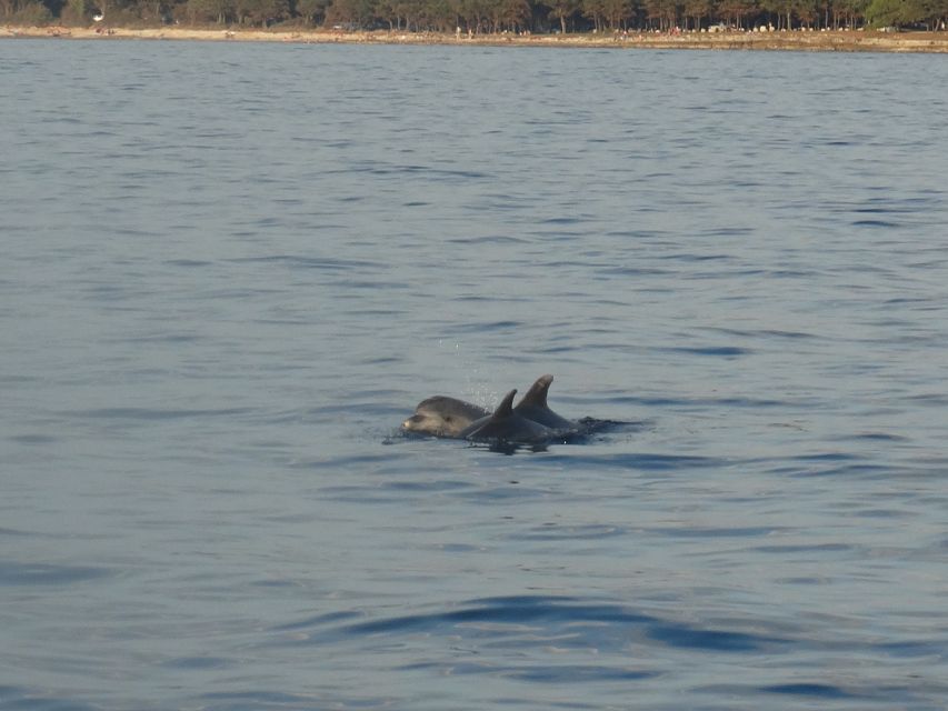 Poreč: Dolphin Spotting Cruise with Included Drinks - Booking flexibility and meeting details