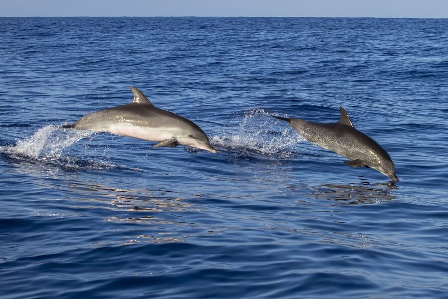 Poreč: Dolphin Spotting Cruise with Included Drinks - How the dolphin search works