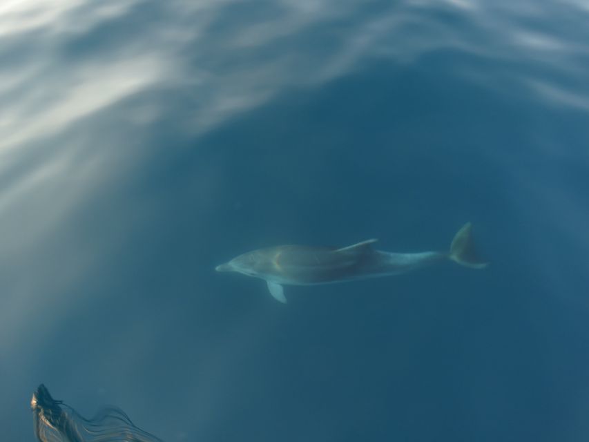 Poreč: Dolphin Spotting Cruise with Included Drinks - Why the $35 price can make sense
