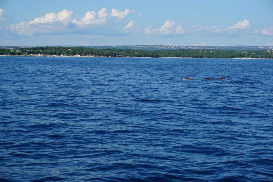 Poreč: Dolphin Spotting Cruise with Included Drinks - Weather, comfort, and practical limits