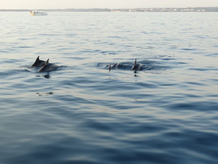 Poreč: Dolphin Spotting Cruise with Included Drinks - The first views across the Poreč Riviera
