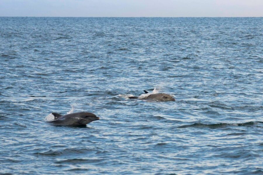Poreč: Evening Boat Trip to Discover Dolphins - Is $35 a fair price?