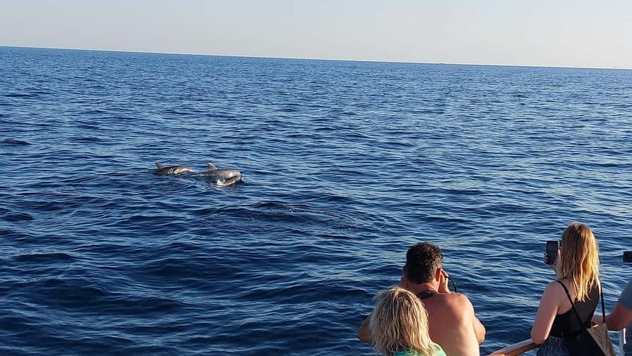 Poreč: Sunset Dolphin Safari with Dinner and Drinks - Watching for dolphins along the Istrian coast