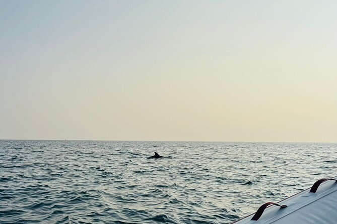 Porec Sunset Shared Cruise on Speedboat with Dolphin Sightseeing - Circling Sveti Nikola Island after the wildlife search