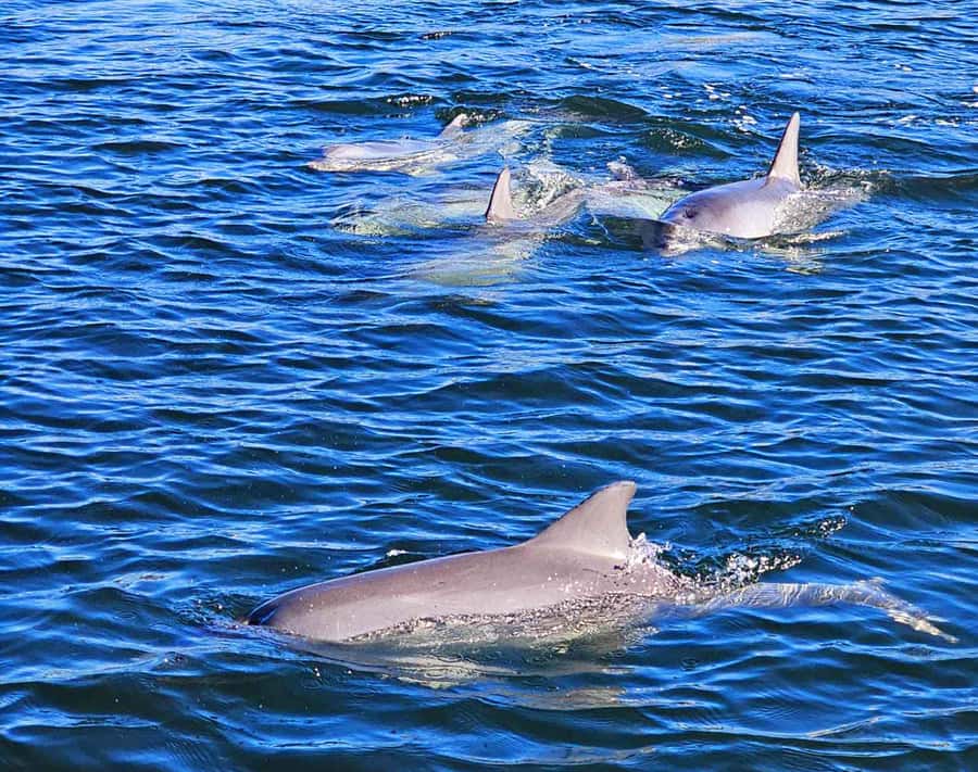 Port Adelaide: Dolphin and Maritime Cruise - Port Adelaide’s working river is the real attraction