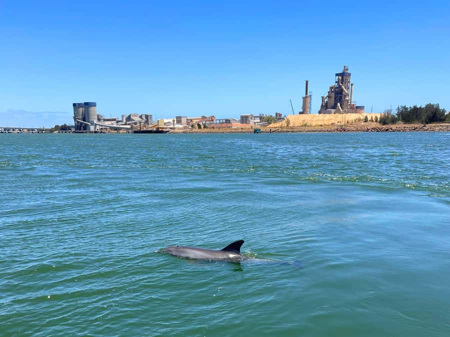 Port Adelaide: Dolphin and Maritime Cruise - Looking for dolphins in the Adelaide Dolphin Sanctuary
