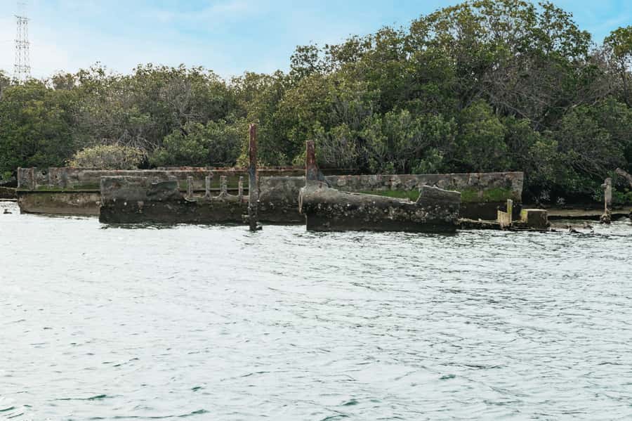 Port Adelaide: Dolphin and Ships Graveyard Cruise - Booking details worth knowing