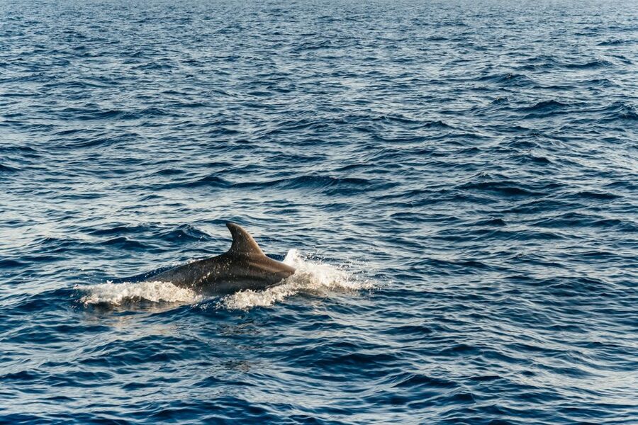 Port d'Alcudia: Sunrise at Sea & Dolphin Watching Boat Tour - FAQ