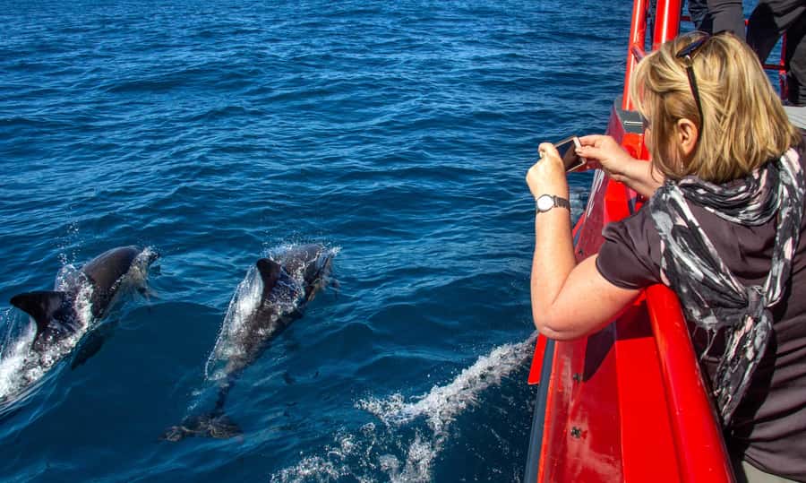Port Stephens: 1hr Dolphin Watch Express - A small boat in a bay full of dolphins