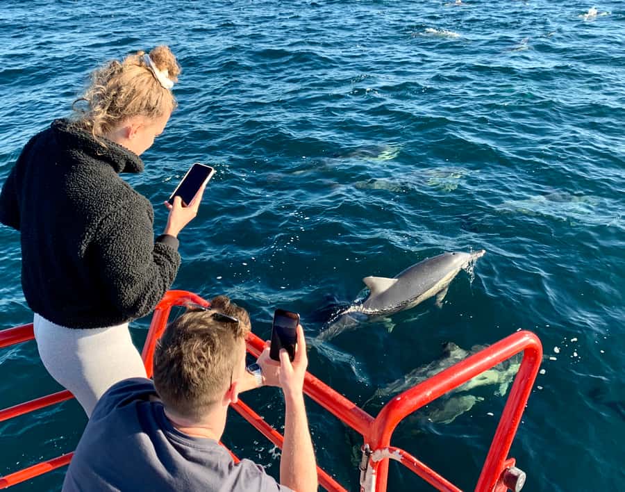 Port Stephens: 1hr Dolphin Watch Express - Searching for dolphins near Jimmy’s Beach