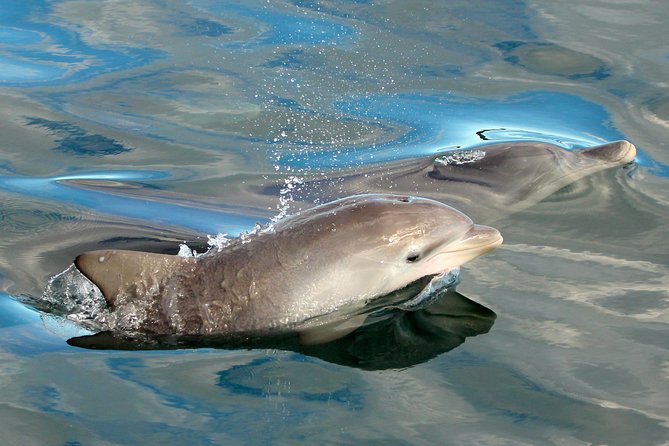 Port Stephens 3 Hour Whale and Dolphin Watch Cruise - Key points to know before sailing