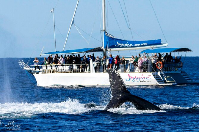 Port Stephens 3 Hour Whale and Dolphin Watch Cruise - Leaving from Nelson Bay for open water