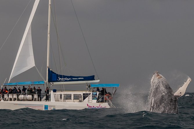Port Stephens 3 Hour Whale and Dolphin Watch Cruise - Dolphins, seabirds, and Cabbage Tree Island