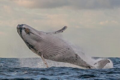 Port Stephens 3 Hour Whale and Dolphin Watch Cruise