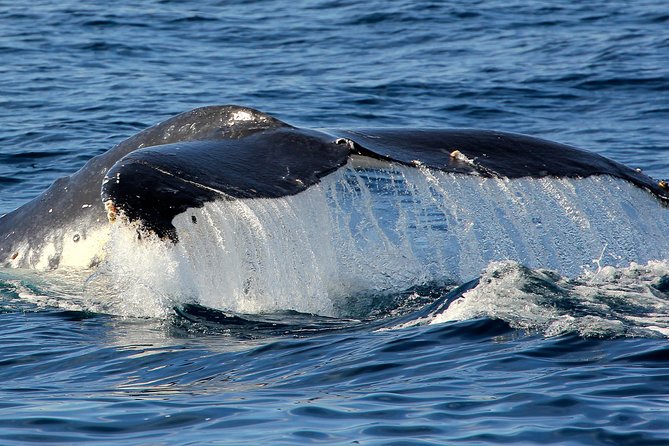 Port Stephens 3 Hour Whale and Dolphin Watch Cruise - What the three hours feel like onboard