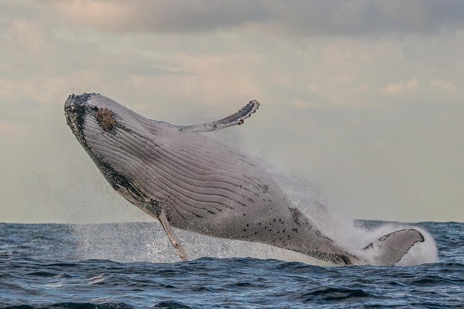 Port Stephens 3 Hour Whale and Dolphin Watch Cruise - Why the sailing catamaran matters