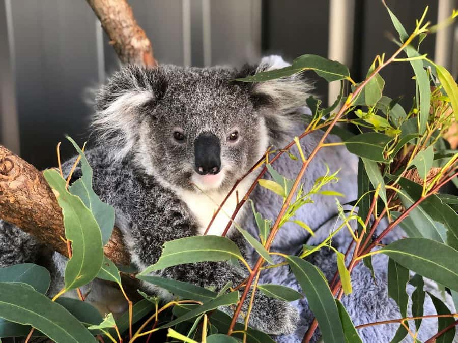 Port Stephens: Dolphin Cruise, Lunch, Koalas & Sandboarding - Why Port Stephens works as a day trip from Sydney