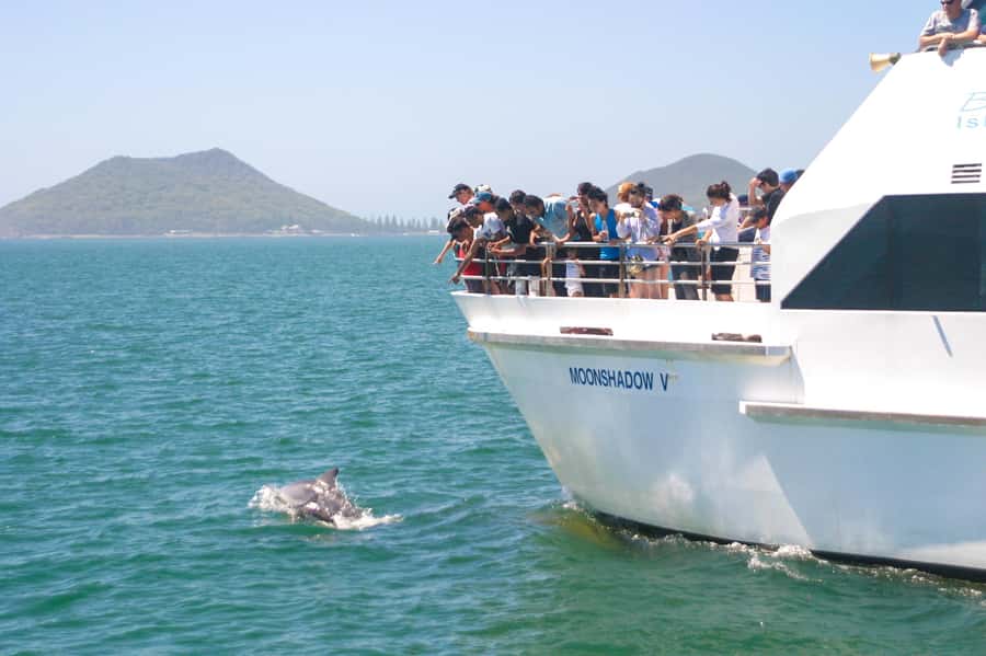 Port Stephens: Dolphin Cruise, Lunch, Koalas & Sandboarding - Meeting koalas at the PS Koala Sanctuary