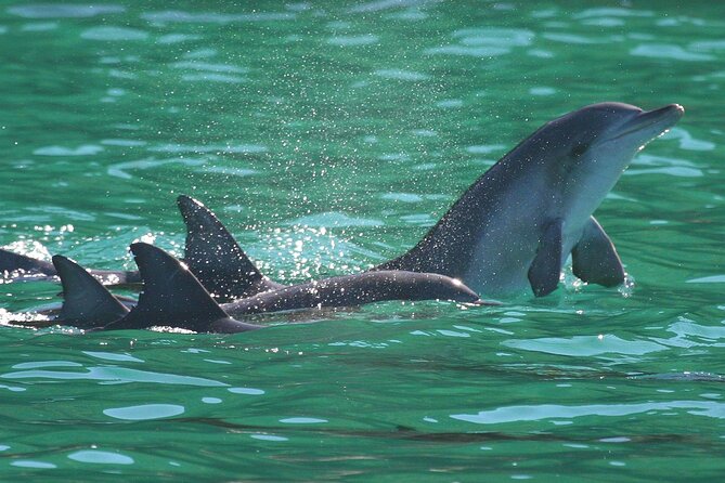 Port Stephens: Dolphin Discovery Cruise - The boom net ride on the way back