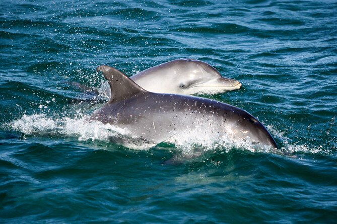 Port Stephens: Dolphin Discovery Cruise - Watching bottlenose dolphins in the eastern harbour