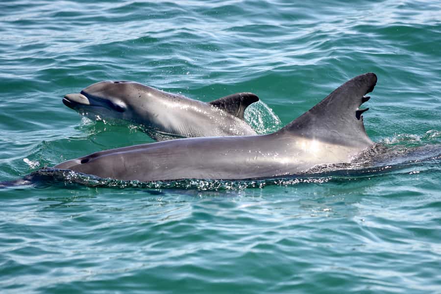Port Stephens: Dolphin, Lunch, Koalas&Sandboarding(Japanese) - Nelson Bay dolphin cruise: 90 minutes on the water