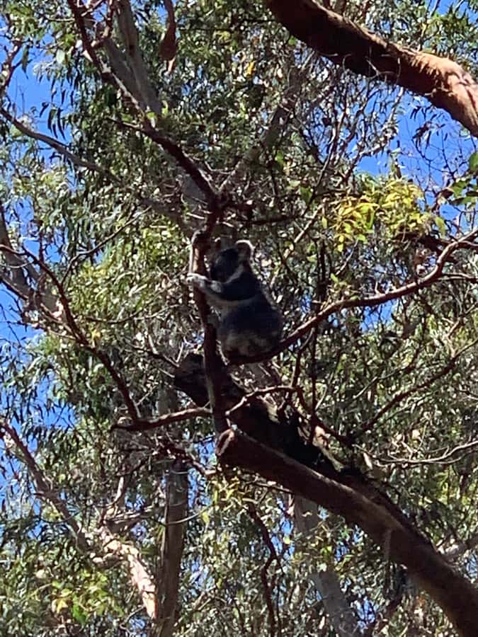 Port Stephens: Dolphin, Lunch, Koalas&Sandboarding(Japanese) - The Japanese-speaking guide and the value of the package