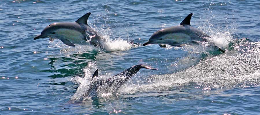 Port Stephens: Dolphin, Lunch, Koalas&Sandboarding -Mandarin - The Early Start and Sydney Pickup Details