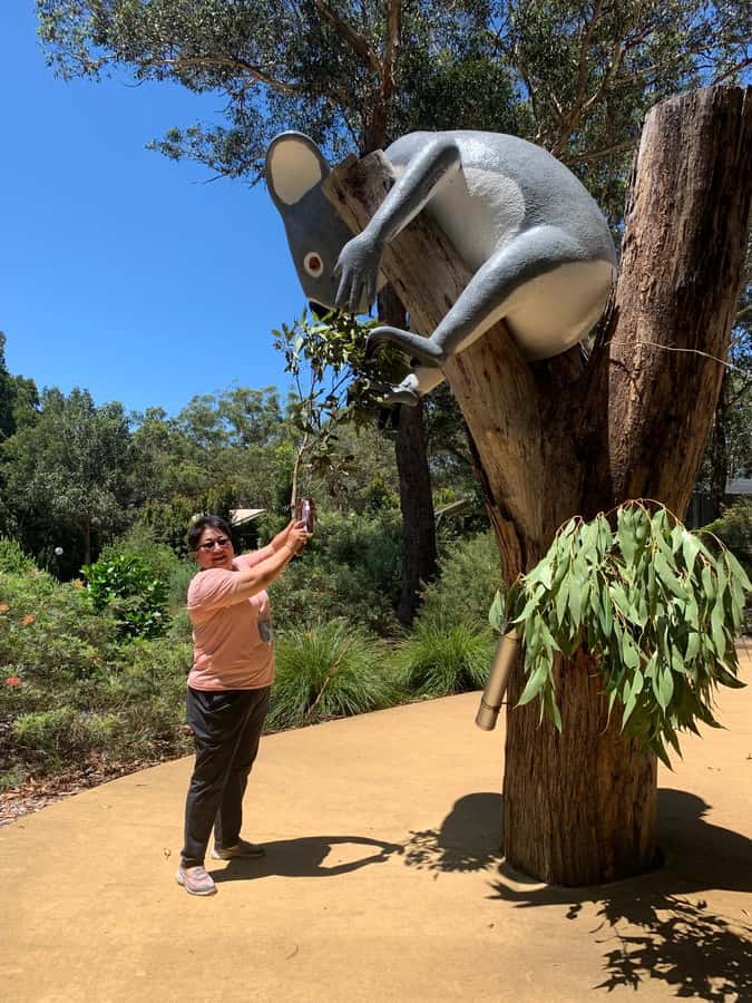 Port Stephens: Dolphin, Lunch, Koalas&Sandboarding -Mandarin - Koalas at Port Stephens Koala Sanctuary