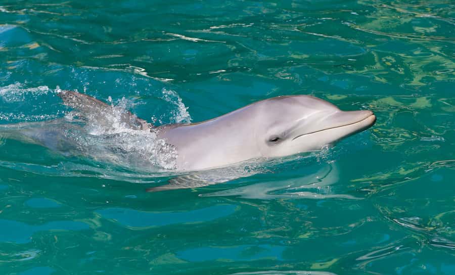 Port Stephens: Dolphin Watch Cruise with Swimming and Slides - Quick points to know