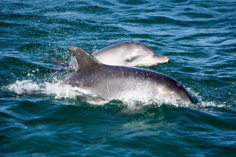 Port Stephens: Dolphin Watch Cruise with Swimming and Slides - Setting out from Wharf 1 in Nelson Bay