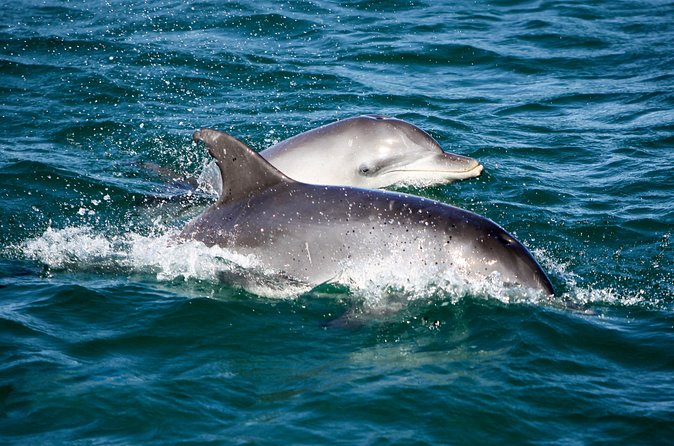 Port Stephens: Splash 'n' Slide Dolphin Cruise - What the $35.86 price really covers