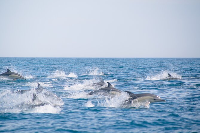 Portimão : 2.5 hours — Dolphins Watching — Biologist on Board - Leaving Portimão Marina for open water