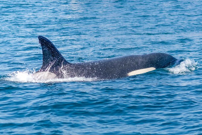 Portimão : 2.5 hours — Dolphins Watching — Biologist on Board - Caves and the Algarve coast from sea level