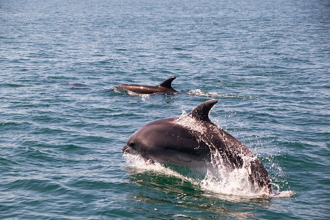 Portimão : 2.5 hours — Dolphins Watching — Biologist on Board - Sunset trips and the small wine service
