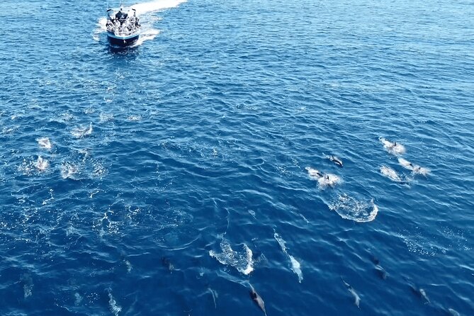 Portimão : 2.5 hours — Dolphins Watching — Biologist on Board - Comfort, sea conditions, and what to wear