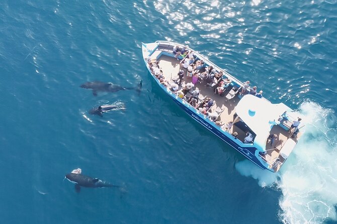 Portimão : 2.5 hours — Dolphins Watching — Biologist on Board - Is $48.06 a fair price?