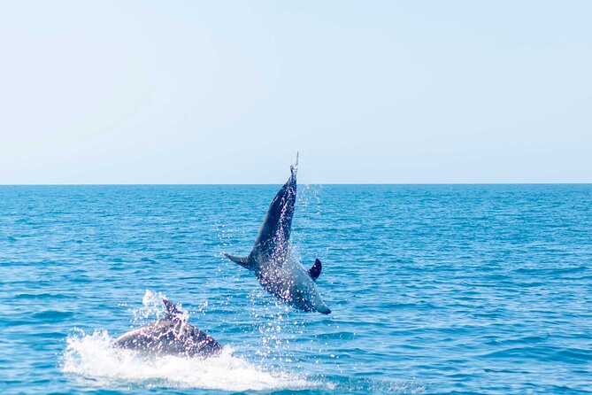 Portimão : 2.5 hours — Dolphins Watching — Biologist on Board - Who will enjoy this Portimão boat trip?