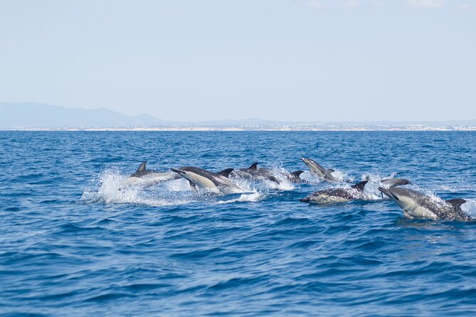 Portimão : 2.5 hours — Dolphins Watching — Biologist on Board - What the marine biologist adds