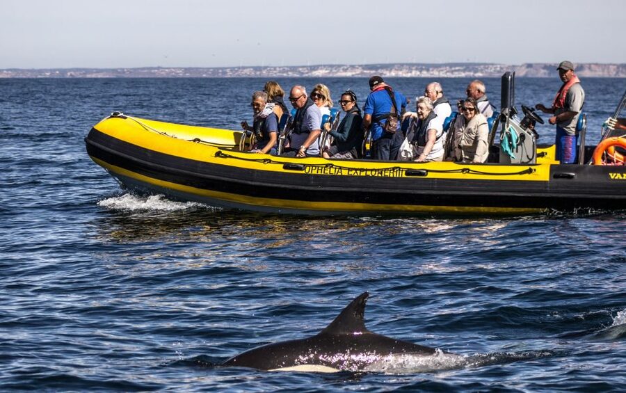 Portimão: 2-Hour Dolphin Watching Boat Tour - From Portimão Harbor Into Open Water