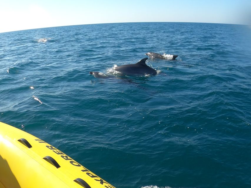 Portimão: 2-Hour Dolphin Watching Boat Tour - What the Two-Hour Timing Really Gives You