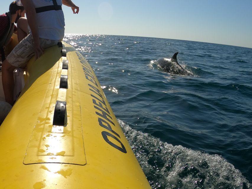 Portimão: 2-Hour Dolphin Watching Boat Tour - Crew, Languages, and the Feel of the Excursion
