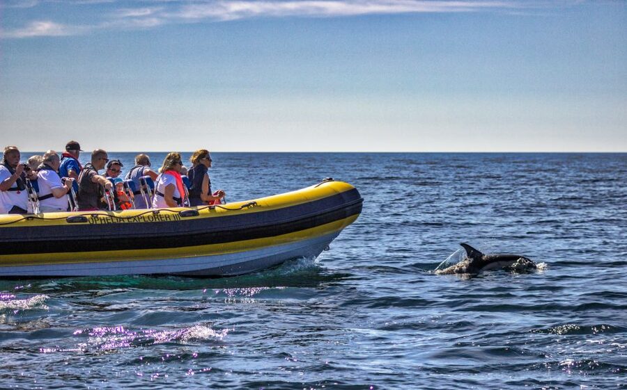 Portimão: 2-Hour Dolphin Watching Boat Tour - Sea Conditions and Safety Considerations