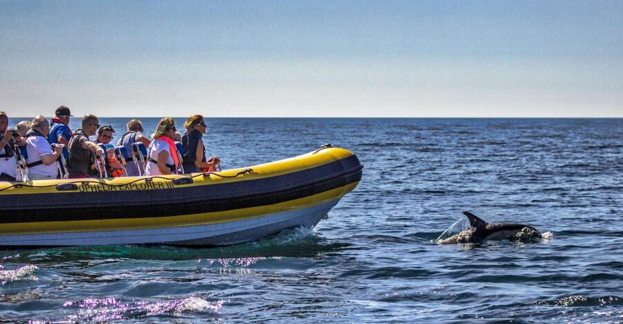 Portimão: 2-Hour Dolphin Watching Boat Tour - Who Will Enjoy This Boat Trip Most
