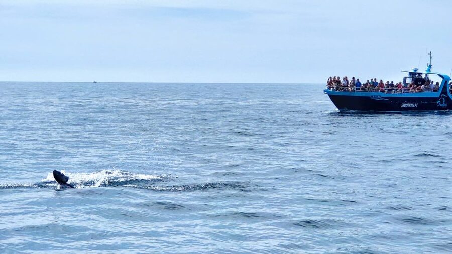 Portimão: Benagil Caves & Dolphins Watching with Biologist - Why This Portimão Boat Trip Works So Well